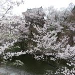 上田城の桜