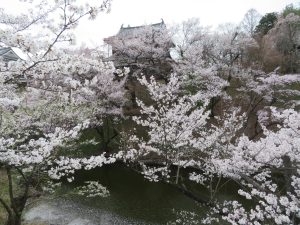上田城の桜